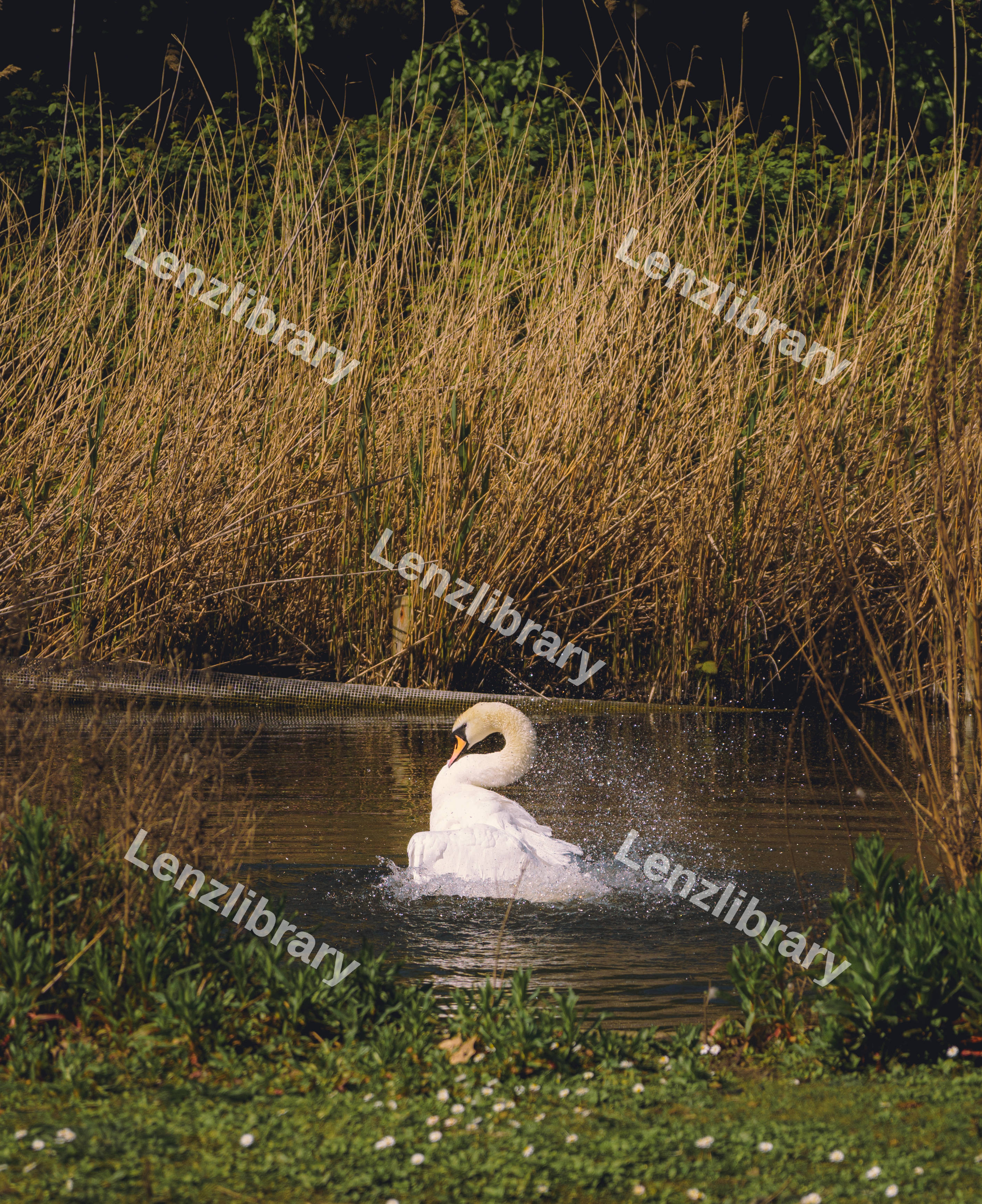 A Swan Display